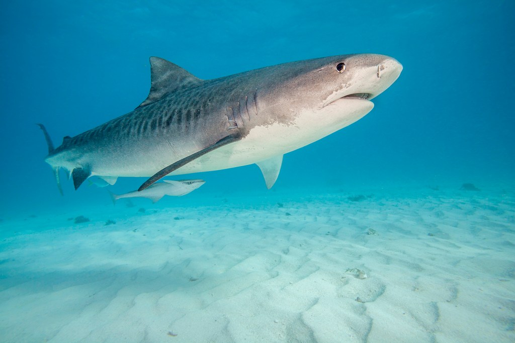 swimming sandy bottom atlantic ocean 88447950 nbuAKt