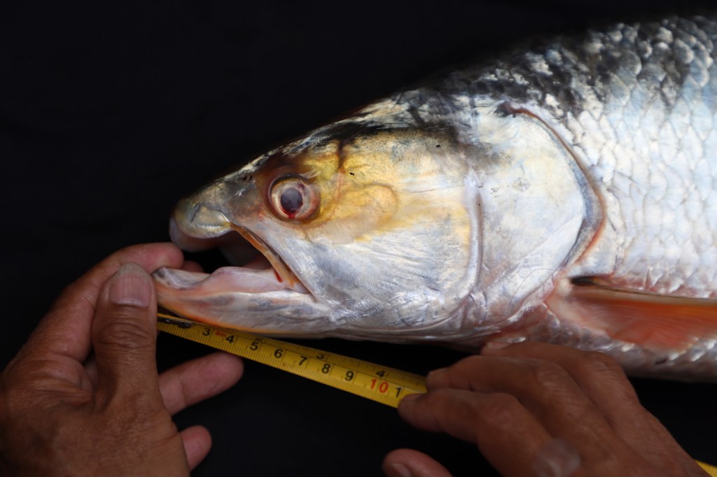 Mekong Ghost Fish 10311 0dbff W5TNaW