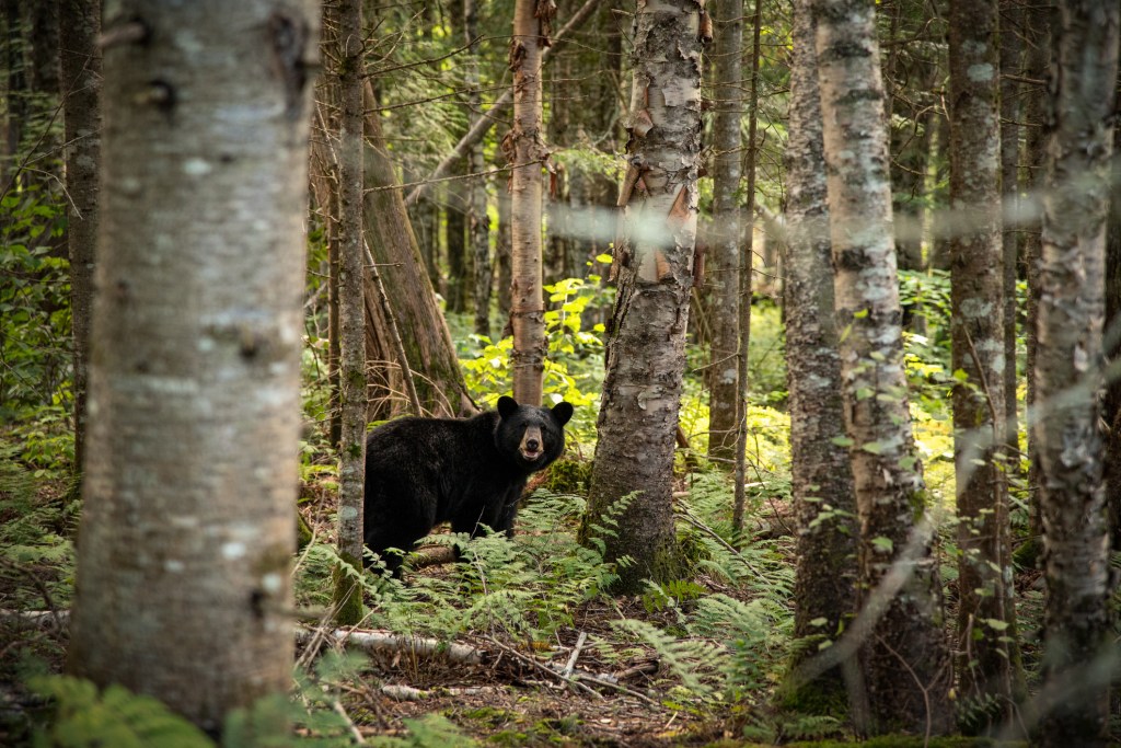 black bear walking forest seems 13993856 R2zrtl