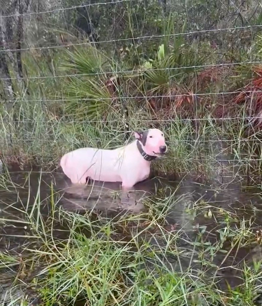 fhp troopers rescued dog left 91301853 6a1b3c joJ1O6