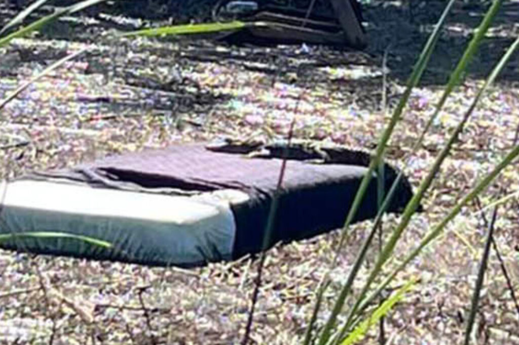 florida alligator sunbathes bed floating 91796094 mTvSRp