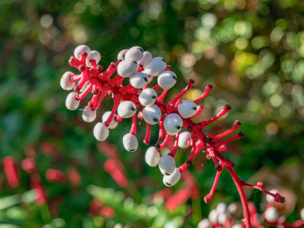 white berries red stalks white 91941440 WfNuUx