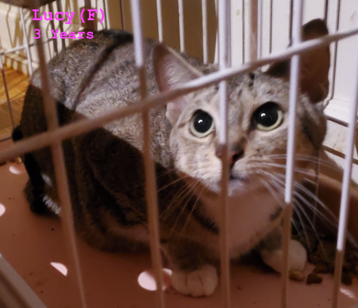 Over a dozen hoarded cats may be released onto NYC streets Thursday as animal rescuers scramble to help: ‘Worst thing that could happen’ 1 wp content2Fuploads2Fsites2F22F20252F012FLucy lLdzyW