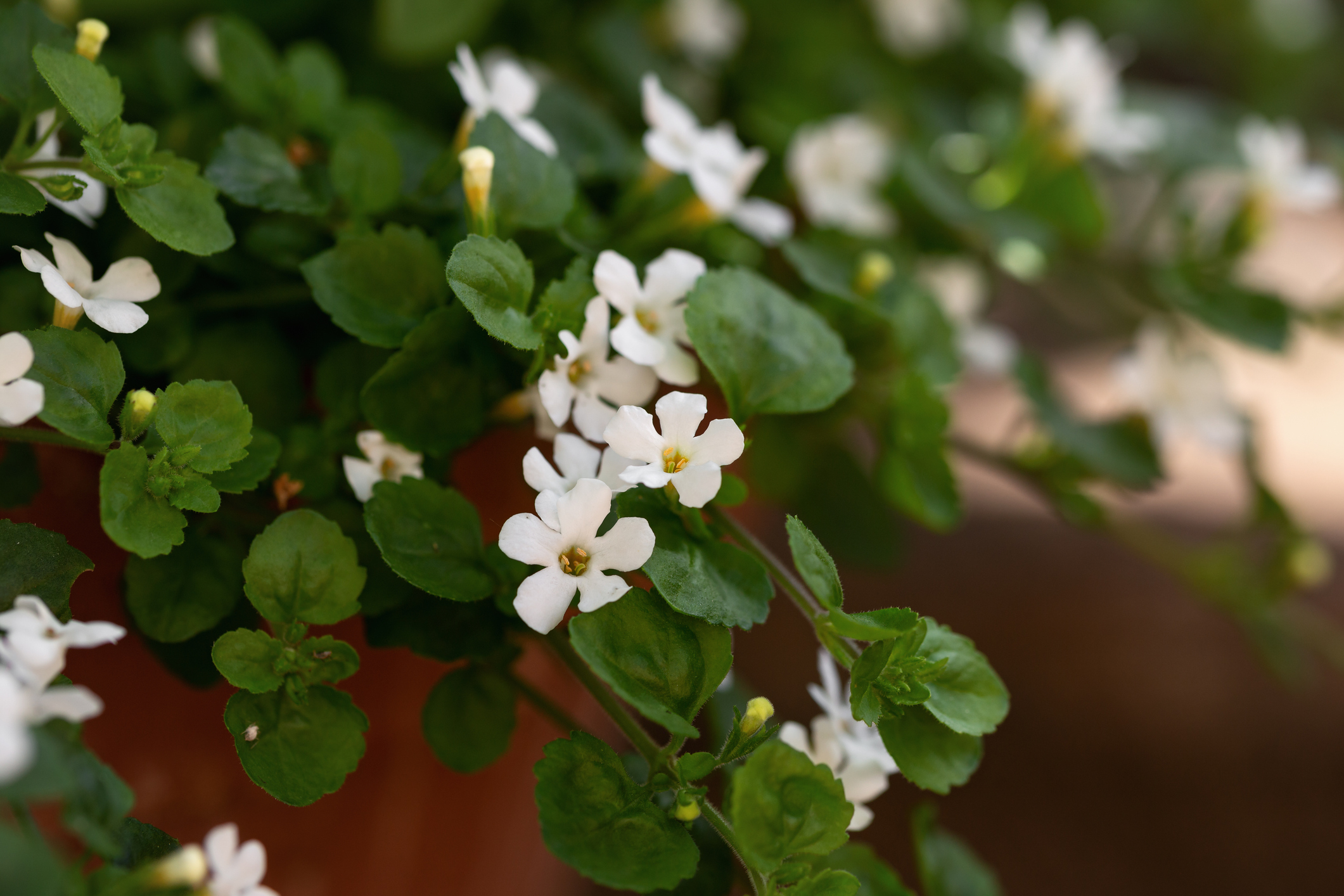 This Indian herb has been shown to improve memory and brain health 1 wp content2Fuploads2Fsites2F22F20252F012Fwaterhyssop bacopa monnieri flowers summer 96466223 0dPUbW