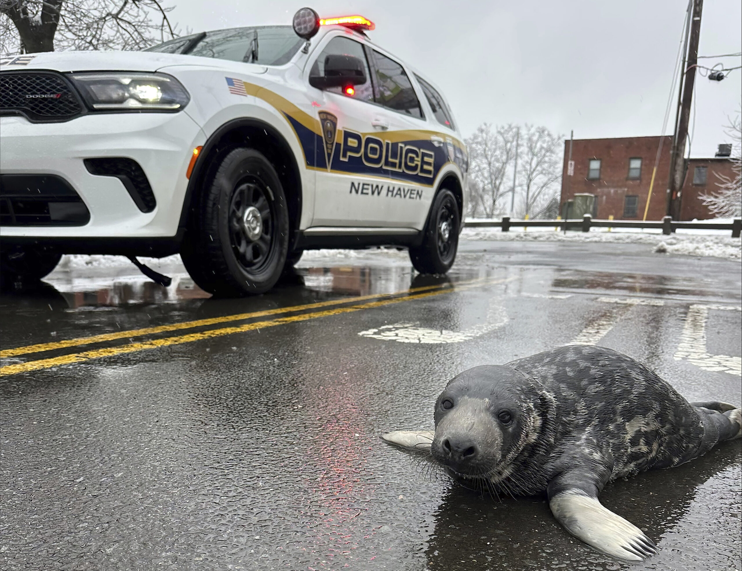 wp content2Fuploads2Fsites2F22F20252F032Fphoto provided new haven police 98788425 MluRJP scaled