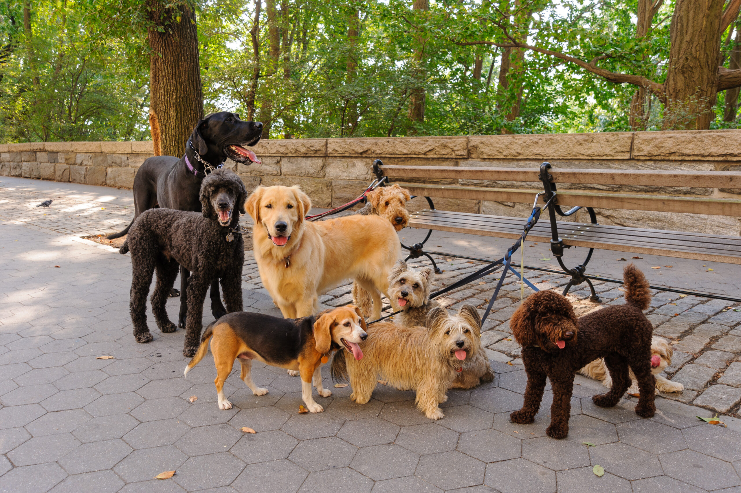 wp content2Fuploads2Fsites2F22F20252F032Fvarious breeds dog walked upper 99751970 HSQj9J scaled